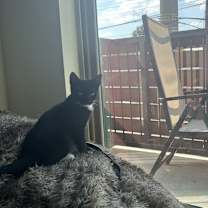 Thumbnail photo of Oppenheimer #3