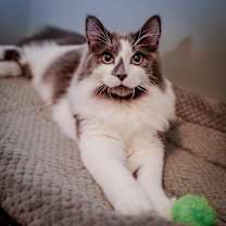 Thumbnail photo of Blue Jay #4