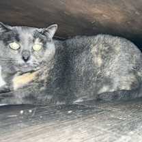 Thumbnail photo of Beamer and Twix #3