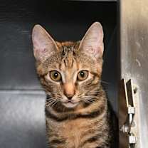 Thumbnail photo of Nutmeg #3