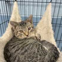 Thumbnail photo of Fritz #2