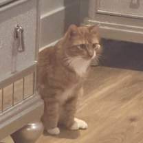 Thumbnail photo of Ginger #4