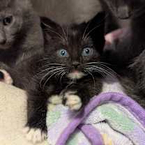 Thumbnail photo of Elf #1