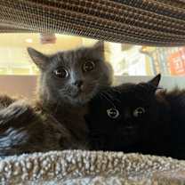 Thumbnail photo of Smokey & Shadow Please Call 402-473-5377 To Meet! #4