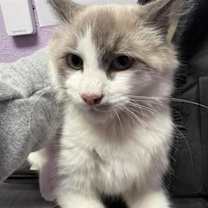 Thumbnail photo of 59926393 #2