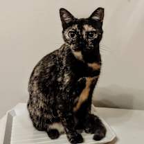 Thumbnail photo of Pepa #1