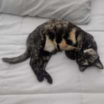 Thumbnail photo of Pepa #2