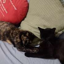 Thumbnail photo of Pepa #3