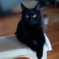 Thumbnail photo of Luna #2