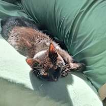 Thumbnail photo of Luna #4