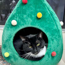 Thumbnail photo of Poppy #1