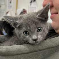 Thumbnail photo of CHEETAH #1