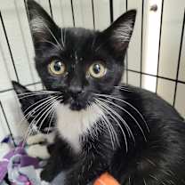 Thumbnail photo of Morty #1