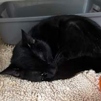 Thumbnail photo of Obsidian #4