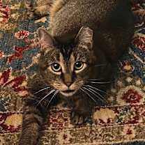 Thumbnail photo of Broccoli - IN FOSTER #4