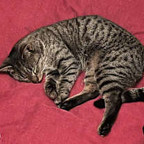 Thumbnail photo of Tabs #1