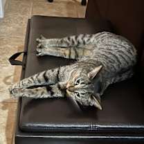 Thumbnail photo of Tabs #3