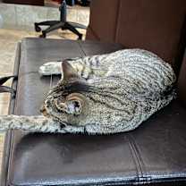 Thumbnail photo of Tabs #4