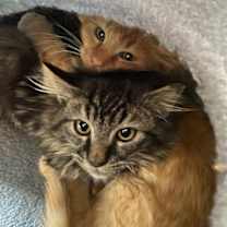 Thumbnail photo of Quila #4