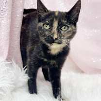 Thumbnail photo of Foxy #1