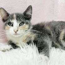 Thumbnail photo of Belladonna #2