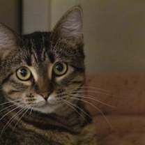 Thumbnail photo of Spam #1