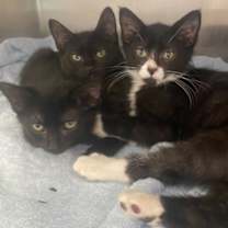 Thumbnail photo of Mermaid Man #2