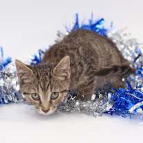 Thumbnail photo of Pepsi #2