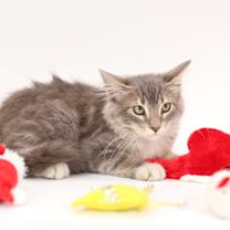 Thumbnail photo of Cade #2