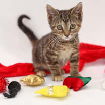 Thumbnail photo of Fanta #1