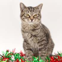 Thumbnail photo of Freckles #2