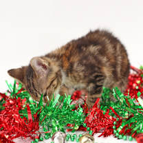 Thumbnail photo of Pucket #3