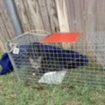 Thumbnail photo of DILLION #3