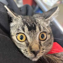 Thumbnail photo of Gecko #2