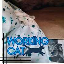 Thumbnail photo of Squirrel #2