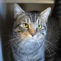 Thumbnail photo of Bam Bam #2