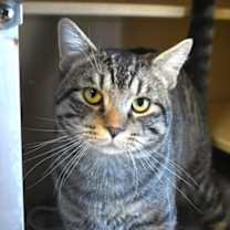 Thumbnail photo of Bam Bam #3