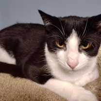 Thumbnail photo of Jello #1