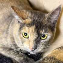 Thumbnail photo of Chowder #1