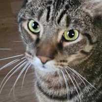 Thumbnail photo of Ironman #1