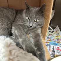 Thumbnail photo of Aldwin #1