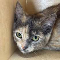 Thumbnail photo of Chowder #2