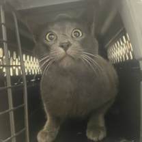 Thumbnail photo of Aldwin #2