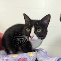 Thumbnail photo of Oreo #3