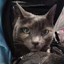 Thumbnail photo of Atina #1