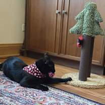 Thumbnail photo of Kai #3