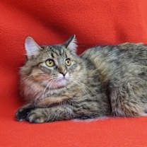 Thumbnail photo of Porsche #2