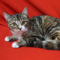 Thumbnail photo of Louboutin #2