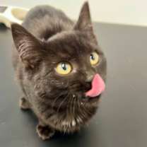 Thumbnail photo of Peppermint Patty #1