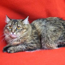 Thumbnail photo of Porsche #3